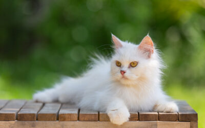 In partenza con il tuo gatto: cosa c’è da sapere