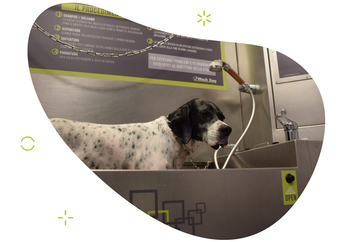 Lavaggio self-service cani a Lecco