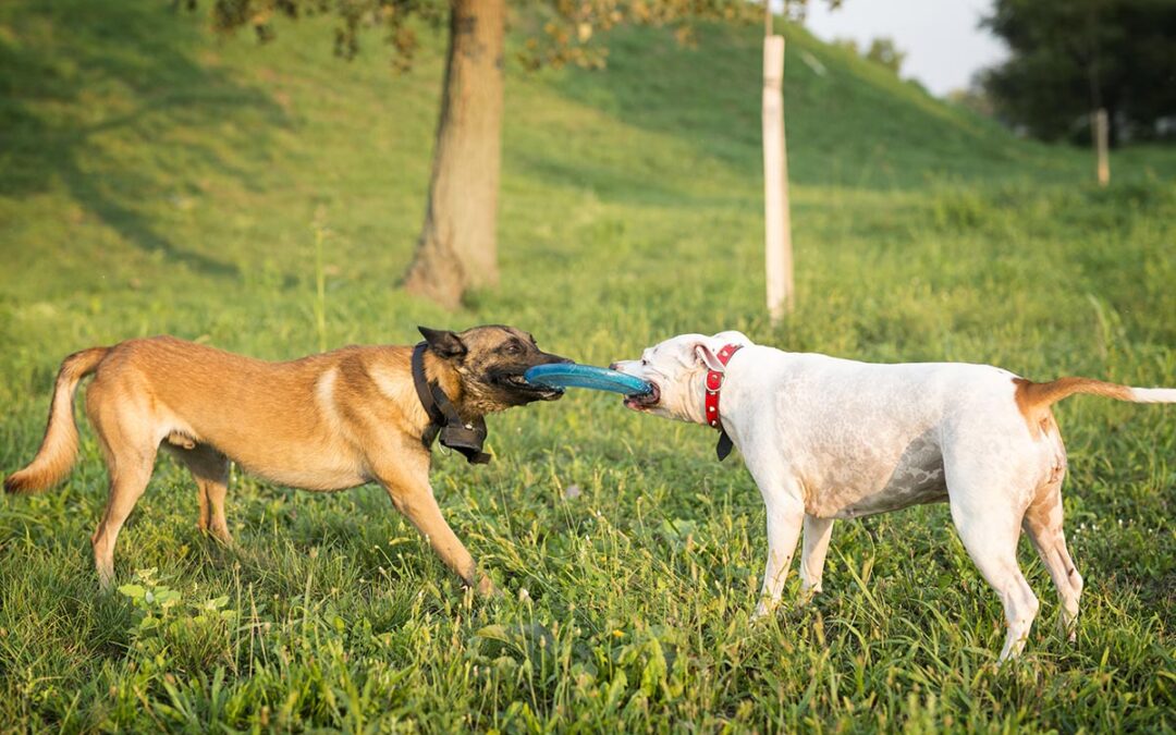 La socializzazione tra i cani