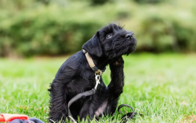Il tuo cane soffre di dermatite?