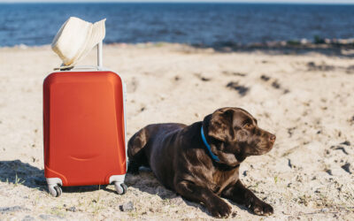 In vacanza con Fido: consigli di viaggio