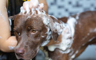 Shampoo per cani: quale scegliere?