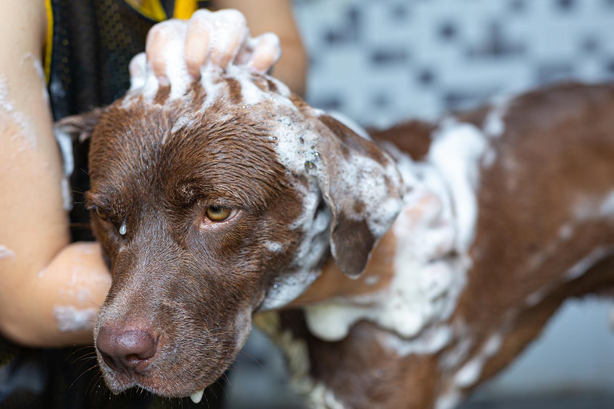 com scegliere shampoo per cani